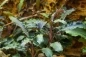 Preview: Bucephalandra Kedagang Topf Tropica Rarität